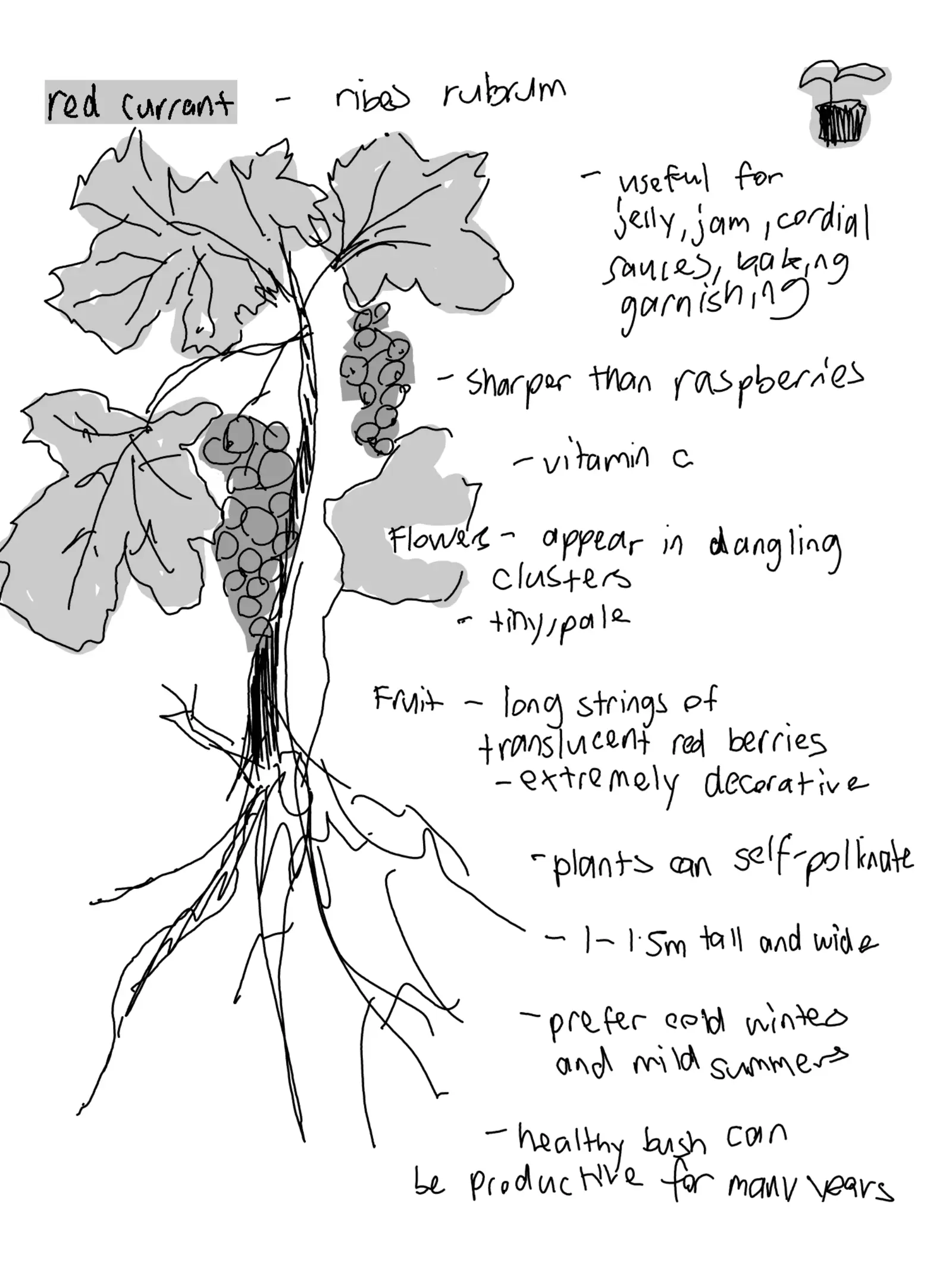 red currant, first handwritten sheet